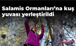 Salamis Ormanları’na kuş yuvası yerleştirildi