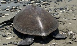 Yeşil kaplumbağa “Lusi” doğaya bırakıldı