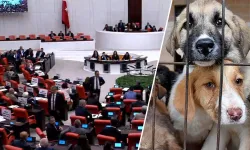 Sokak köpeklerinin katledilmesini öngeren kanun teklifi TBMM'de kabul edildi