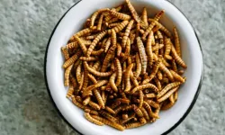 Singapur'da çekirge ve süper solucanlar dahil 16 böcek türü yiyecek olarak onaylandı