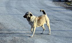 Barolar Birliği ve Altın Patiler Derneği: “Paşaköy’de bir köpek silahla vurulup katledildi”