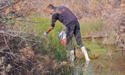 Gazimağusa Belediyesi'nin sivrisinekle mücadelesi sürüyor