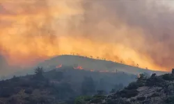 Sakız Adası'nda çıkan orman yangınlarında 122 bin 690 dönüm alan zarar gördü