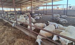 Veteriner Dairesi, çiftlik, işletme ve kesimhaneleri denetledi, ithal ürünleri analize gönderdi