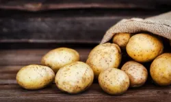 Genel Tarım Fonu: Ekilen patates arazilerinin beyan edilmesi için bugün son gün!