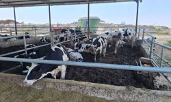 Şap hastalığıyla mücadelede 7 bin 700 büyükbaş hayvan aşılandı