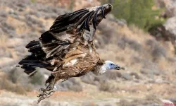 Rehabilite edilen genç Kızıl Akbaba, izolesiz elektrik direğinde yaşamını yitirdi