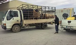 LTB şap hastalığına karşı önleyici tedbirleri hayata geçirdi