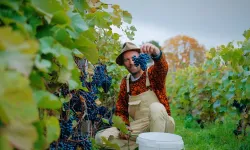 İklim değişikliği şarap üretimini nasıl etkiliyor?