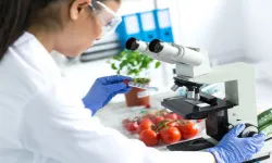 Yerli domates, kabak ve çarli biberde tavsiye dışı bitki koruma ürünü...