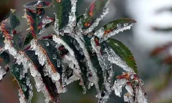 Bugün ve yarın don bekleniyor