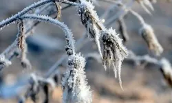 Yer yer don bekleniyor