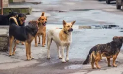 Lefke Çevre ve Ekoloji Derneği: Sahipsiz köpekler can, mal ve ekosistem kaybına yol açıyor