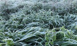 Yarın ve cuma don bekleniyor