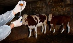 Şap hastalığına karşı mücadele devam ediyor