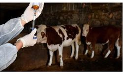 Tarım Bakanlığı: “Şap hastalığıyla mücadelede aşılama, karantina ve denetimler sürdürülüyor”