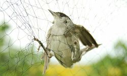 KUŞKOR İnce Av'ın mart ortasına uzatılmasının yaban hayata zarar vereceği uyarısında bulundu