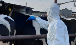 Güney Kıbrıs’a 10 bin doz şap aşısı teslim edildi