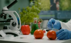 Haftalık gıda denetiminde yerli çilek, mandalin ve salatalık limit üstü pestisit tespit edildi