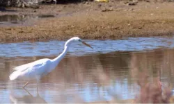 MAKAMER: Sulak alanlar iklim kriziyle mücadelede hayati önemde
