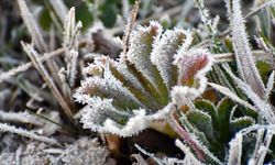 Yarın, pazar ve pazartesi sabah saatlerinde don olayı bekleniyor