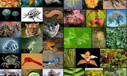 48 binden fazla canlı türü nesli tükenme tehlikesiyle karşı karşıya