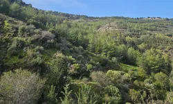 Yürüyüş gruplarından ortak basın açıklaması: “Ormanlar hepimizindir”