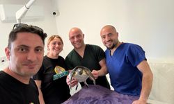 Yaralı deni̇z kaplumbağası Meri̇tta i̇le hayata tutundu