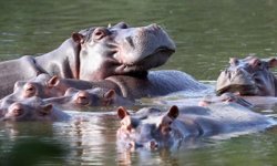 Kolombiya, Escobar'a ait su aygırlarının itlafına yönelik planı onayladı