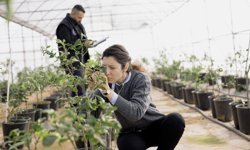 Asya turunçgil psillidine karşı biyolojik mücadele sürüyor