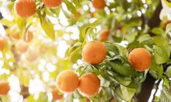 Narenciye İhracatçı Birlikleri: Grev nedeniyle bekletilen ürünler bozulmadan çözüm gerekiyor