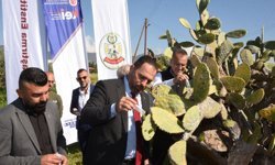 Babutsa koşniline karşı doğaya ilk kez avcı böcek bırakıldı