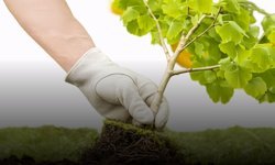 AB’den ağaç dikim etkinliği