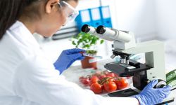 Gıda Denetim Raporu: Biber, Domates ve Salatalıkta Limit Aşımı