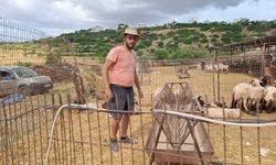 Onalt: “Başıboş köpeklerin saldırıları üreticiler için büyüyen bir sorun haline geldi"
