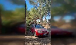 Suriçi'ndeki budama tartışmasına Harmancı'dan yanıt