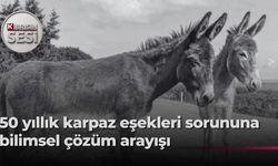 Karpaz Koruma Derneği Başkanı Çebi, devleti, Karpaz’daki yabani eşek projesini sahiplenmeye çağırdı, halktan destek iste