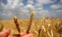 Arpa buğday alış fiyatları Resmi Gazete'de yayımlandı