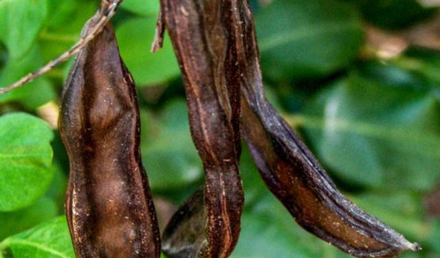 Üreticilere harup için destek primi ödendi
