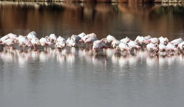 Haspolat Göleti flamingolarla renklendi