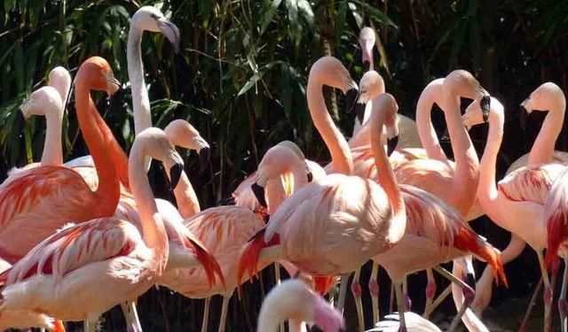 Kıbrıs’ta flamingo sayısı son 12 yılda yüzde 14-31 azaldı