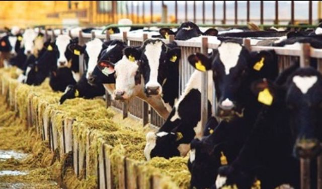 Şap hastalığına karşı aşılama sürüyor… Son aşılama uygulamalarında 57 bin 576 doz aşı yapıldı