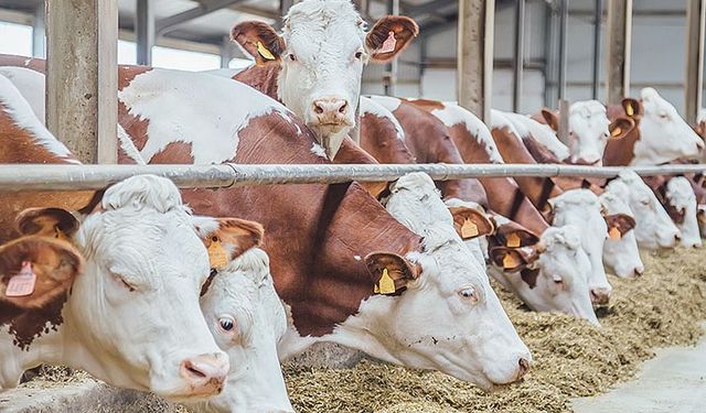 Veteriner Hekimler Birliği’nden uyarı… “Şap hastalığında rehavete kapılmayın”