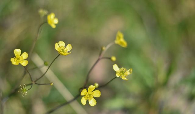 Cemre düşüyor, bahar yaklaşıyor
