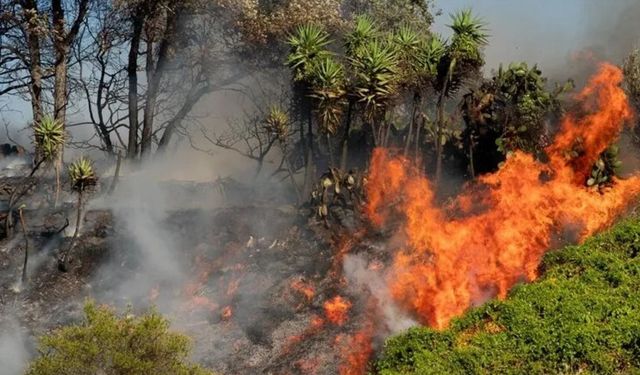 İtalya, aşırı sıcaklar ve orman yangınlarıyla mücadele ediyor