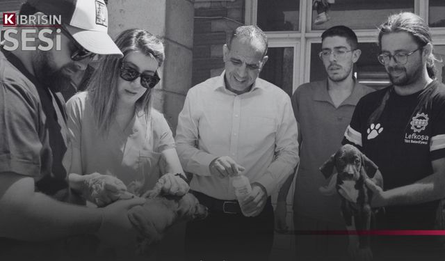 Lefkoşa Barınağı’ndaki sevimli dostların parazit ve aşıları yapıldı