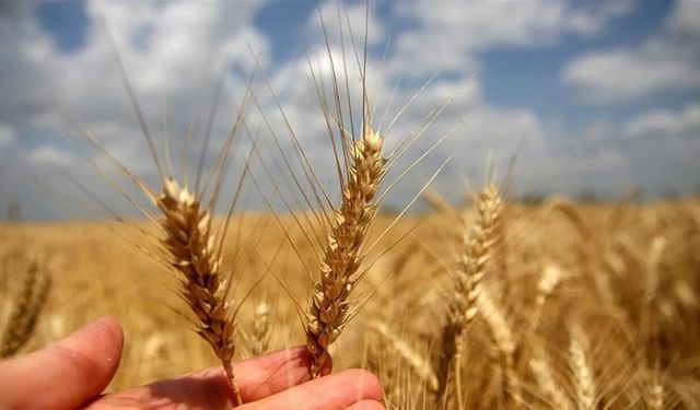 Arpa buğday alış fiyatları Resmi Gazete'de yayımlandı