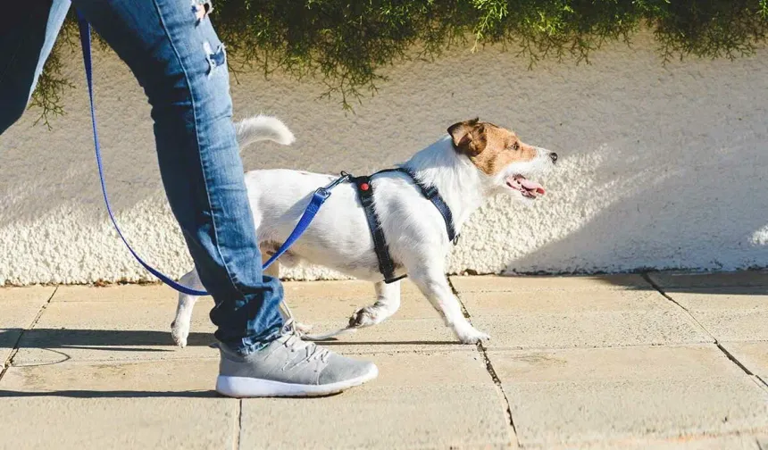 Köpeğini gezdiren yayayı öldürmek istedi, cinayete teşebbüsten tutuklandı