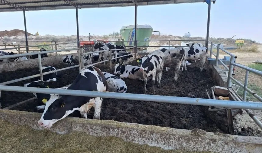 Şap hastalığıyla mücadelede 7 bin 700 büyükbaş hayvan aşılandı