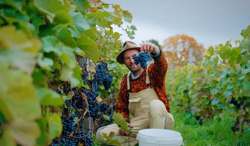 İklim değişikliği şarap üretimini nasıl etkiliyor?